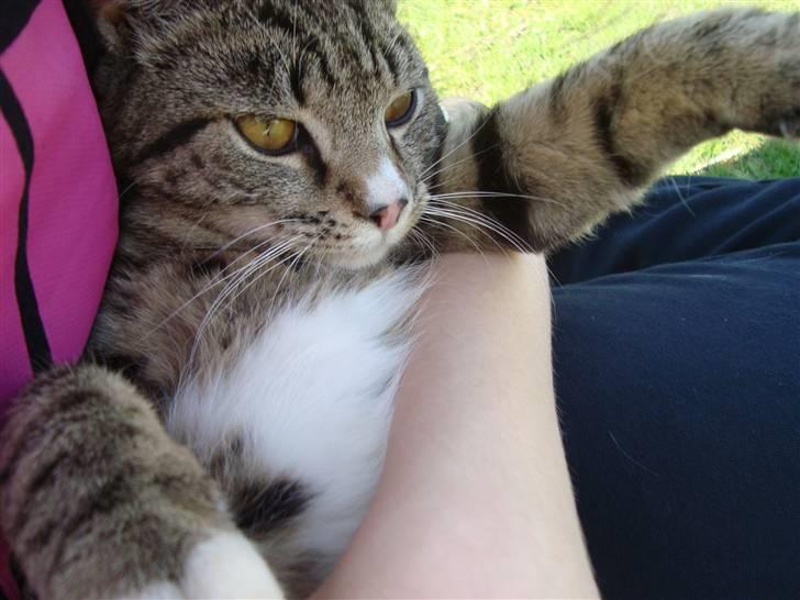 Blanding af racer Junior *RIP* billede 10