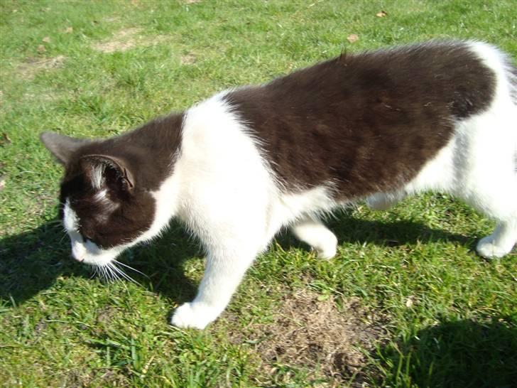 Blanding af racer Trine *Væk* :'( billede 8