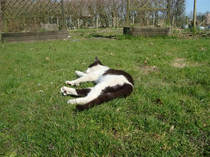 Blanding af racer Trine *Væk* :'( billede 10