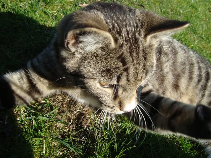 Huskat Madea *død*† billede 18