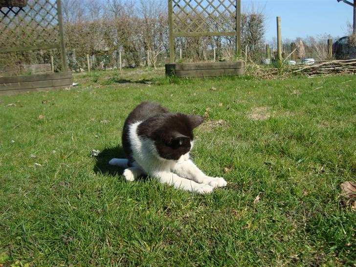 Blanding af racer Trine *Væk* :'( billede 12