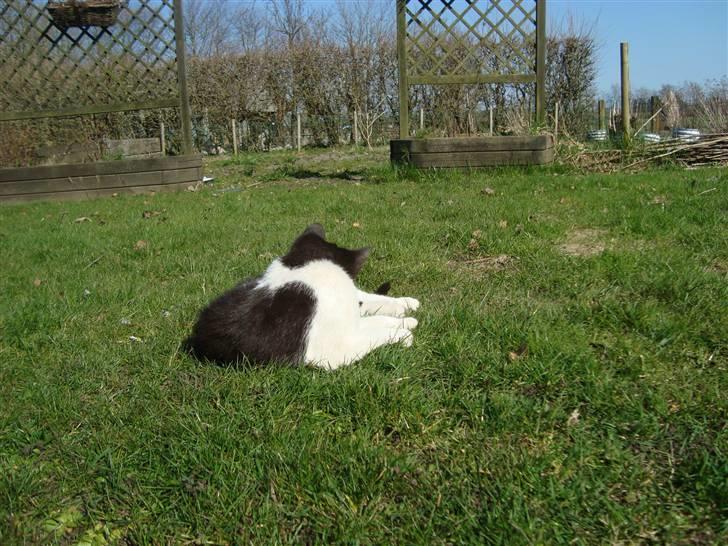 Blanding af racer Trine *Væk* :'( billede 13