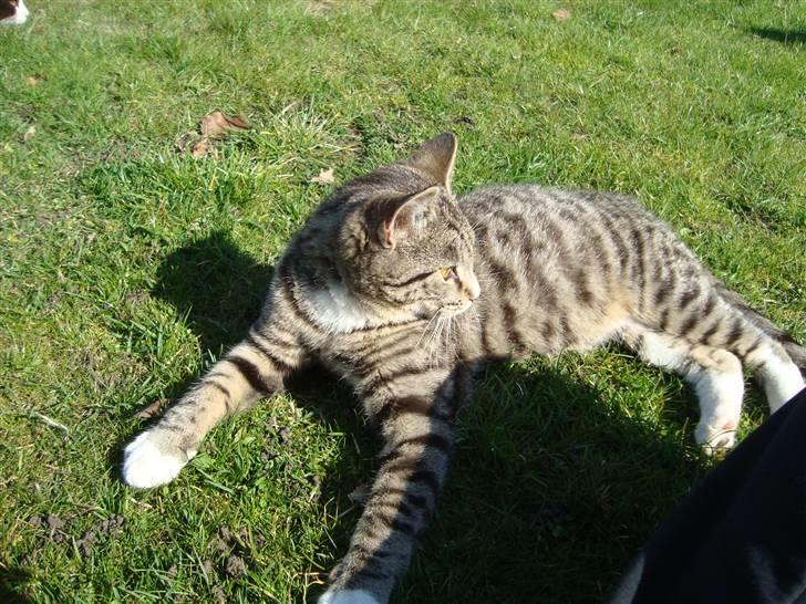 Huskat Madea *død*† billede 19