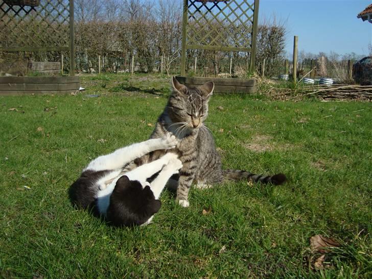 Huskat Madea *død*† billede 20