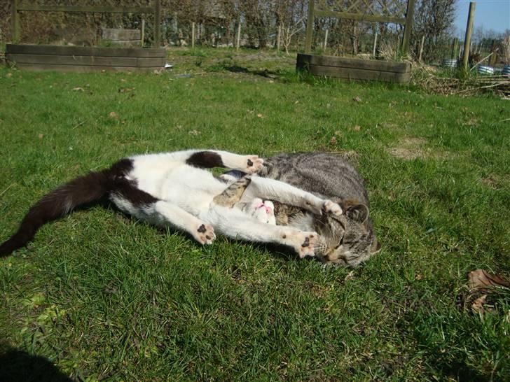 Blanding af racer Trine *Væk* :'( - Trine og Madea haha :) billede 15