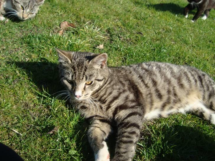 Blanding af racer Junior *RIP* billede 11