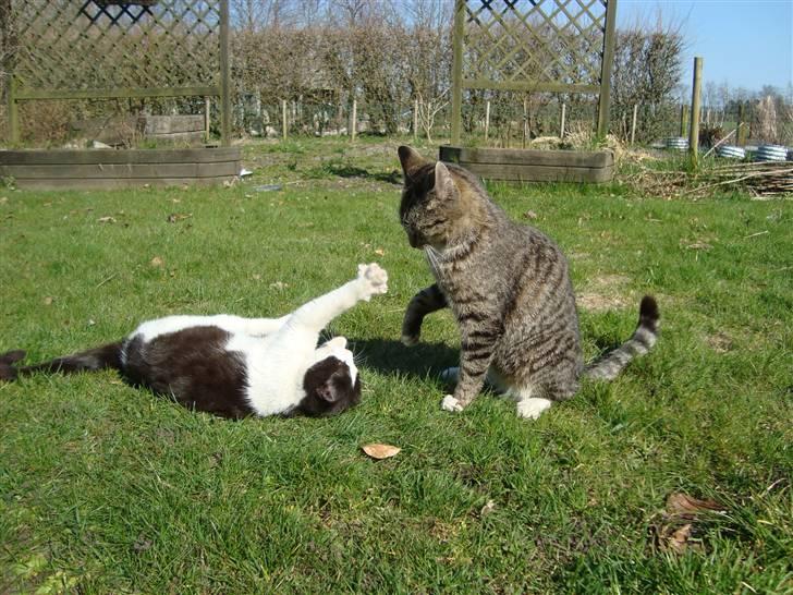 Blanding af racer Trine *Væk* :'( - De 2 tosser :o) billede 16