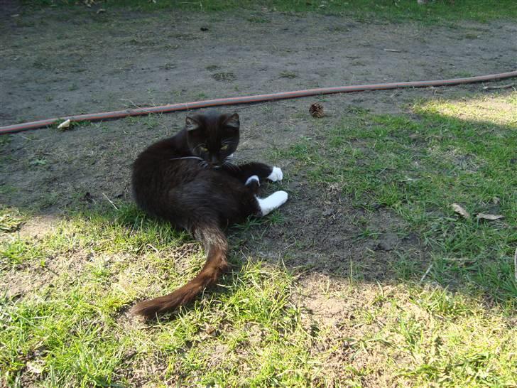 Blanding af racer Blacki *væk* billede 7