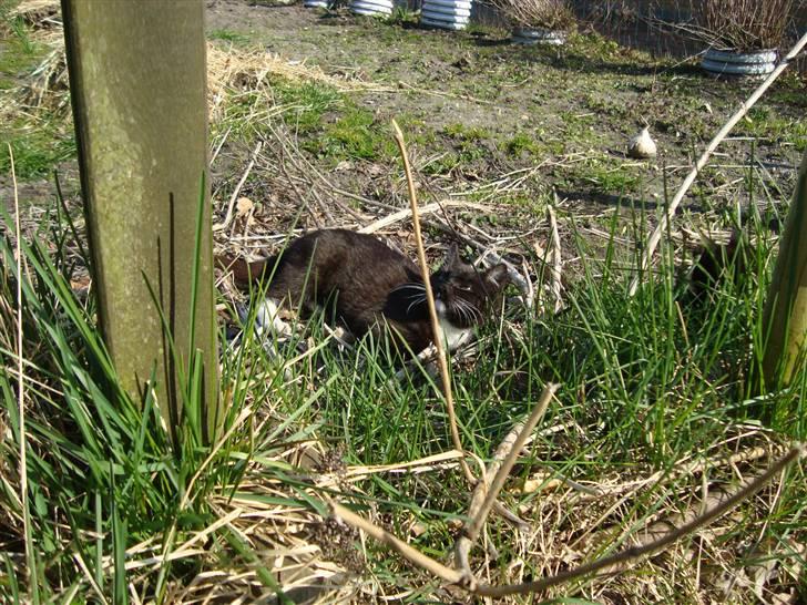 Blanding af racer Blacki *væk* billede 8