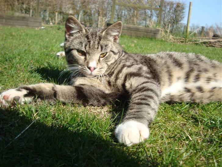 Blanding af racer Junior *RIP* billede 12