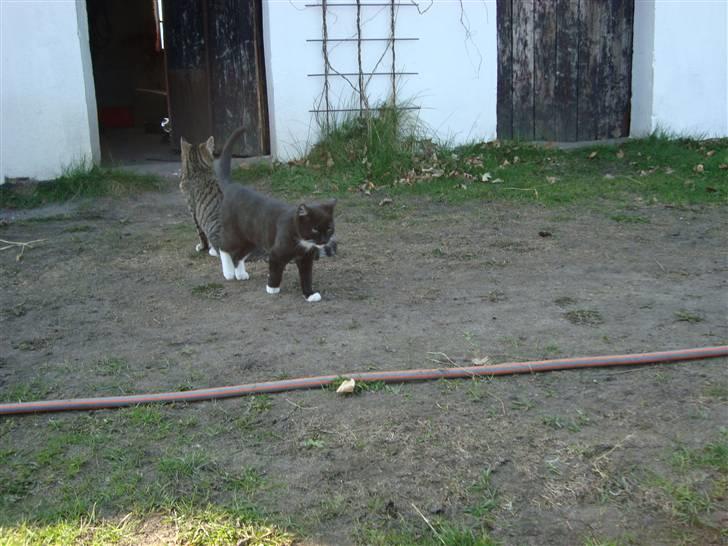 Blanding af racer Blacki *væk* billede 9