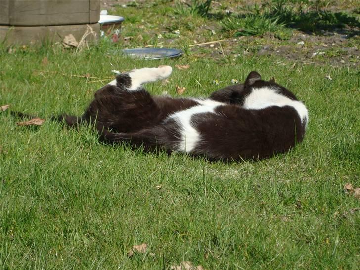 Blanding af racer Trine *Væk* :'( billede 17