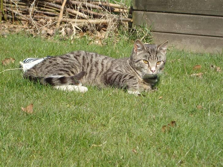 Blanding af racer Junior *RIP* billede 13