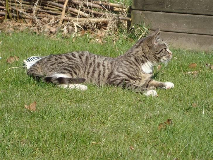 Blanding af racer Junior *RIP* billede 14