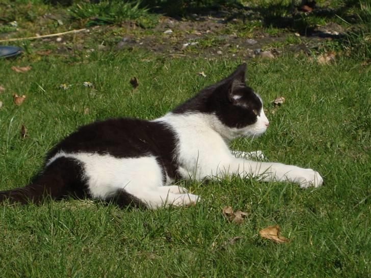 Blanding af racer Trine *Væk* :'( billede 18