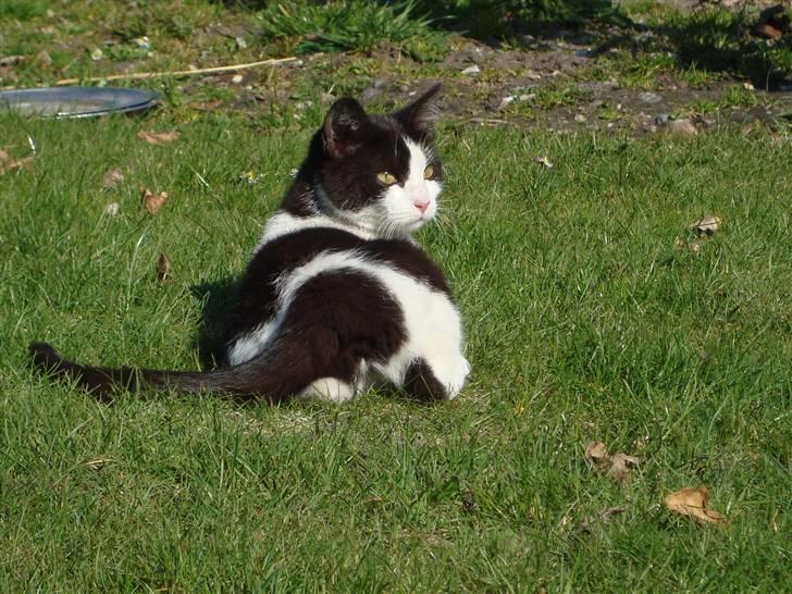 Blanding af racer Trine *Væk* :'( billede 19