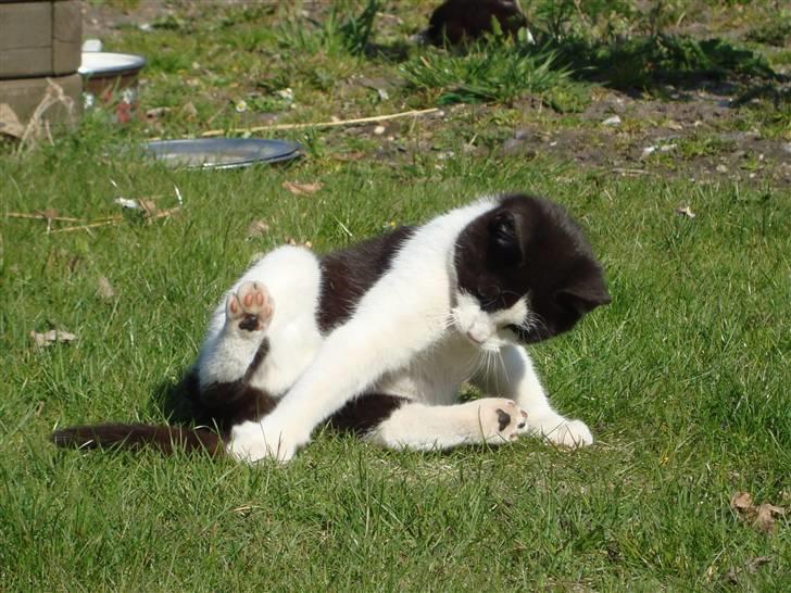 Blanding af racer Trine *Væk* :'( billede 20