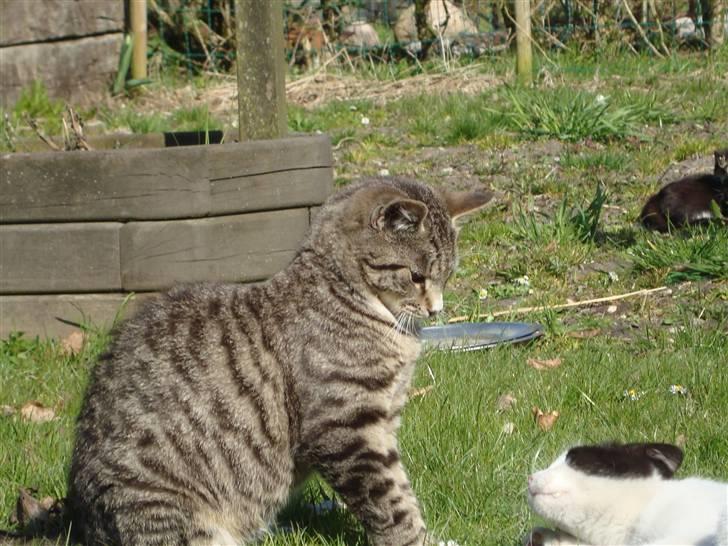 Blanding af racer Junior *RIP* billede 15