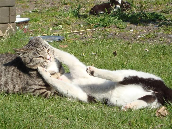 Blanding af racer Junior *RIP* - Trine og Junior haha :) billede 16