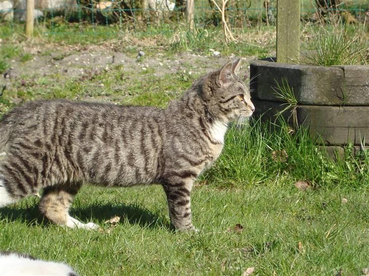 Blanding af racer Junior *RIP* billede 17