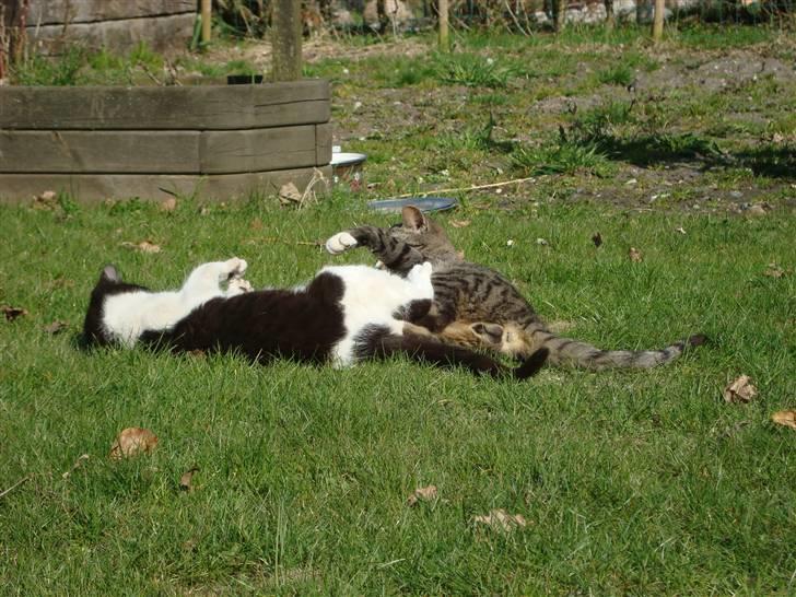 Blanding af racer Junior *RIP* - Vildbasser :) billede 18