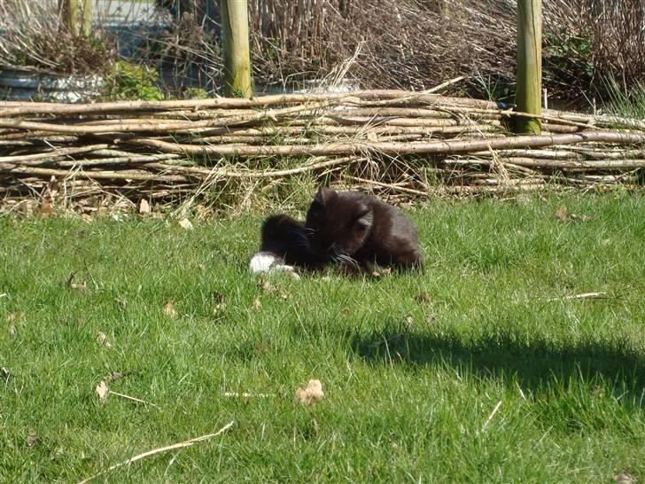 Blanding af racer Blacki *væk* billede 10