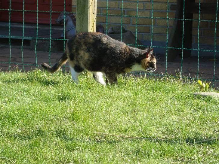 Blanding af racer Muddi  *R.I.P.* billede 16