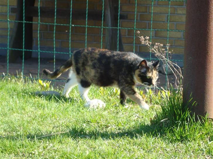 Blanding af racer Muddi  *R.I.P.* billede 17