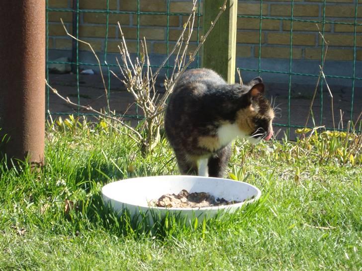 Blanding af racer Muddi  *R.I.P.* billede 18