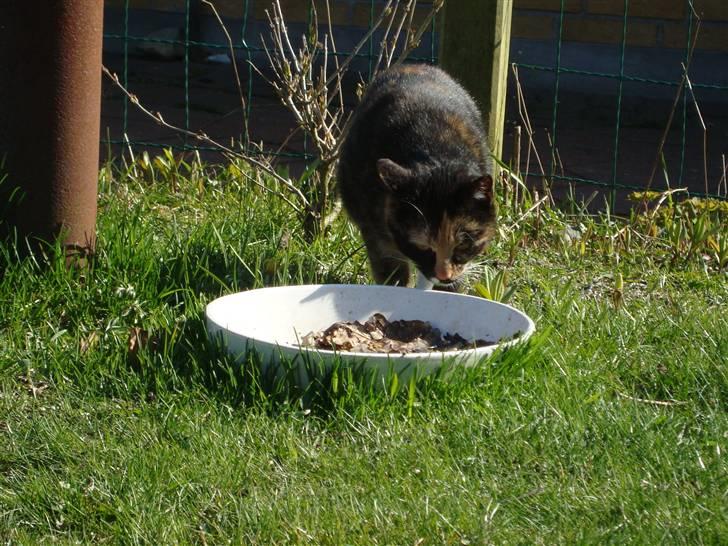 Blanding af racer Muddi  *R.I.P.* billede 19