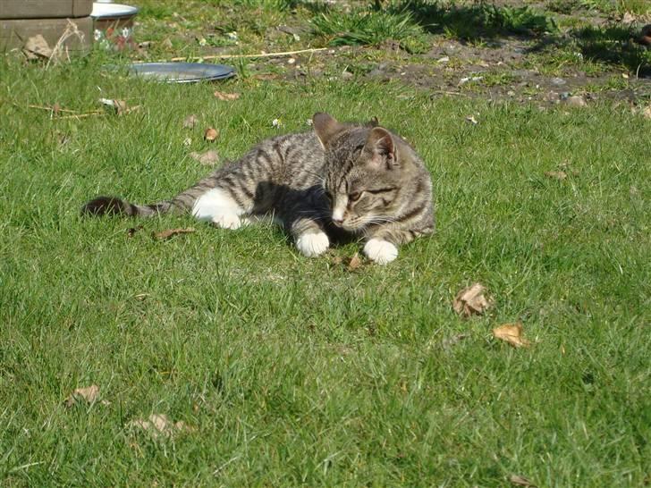 Blanding af racer Junior *RIP* billede 19