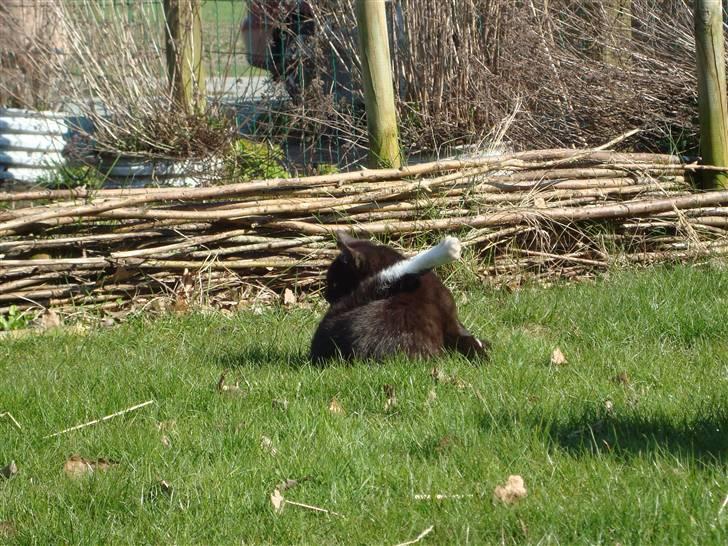 Blanding af racer Blacki *væk* billede 11