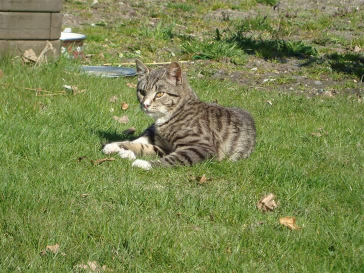 Blanding af racer Junior *RIP* billede 20