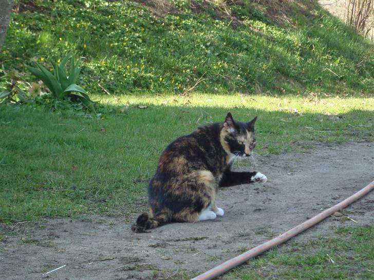 Blanding af racer Muddi  *R.I.P.* billede 20