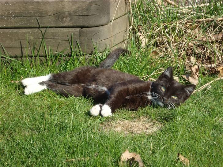 Blanding af racer Blacki *væk* billede 12