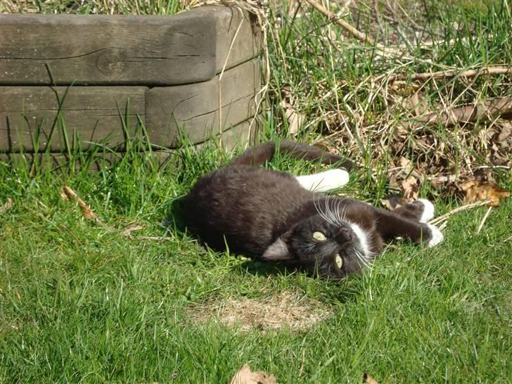 Blanding af racer Blacki *væk* billede 13