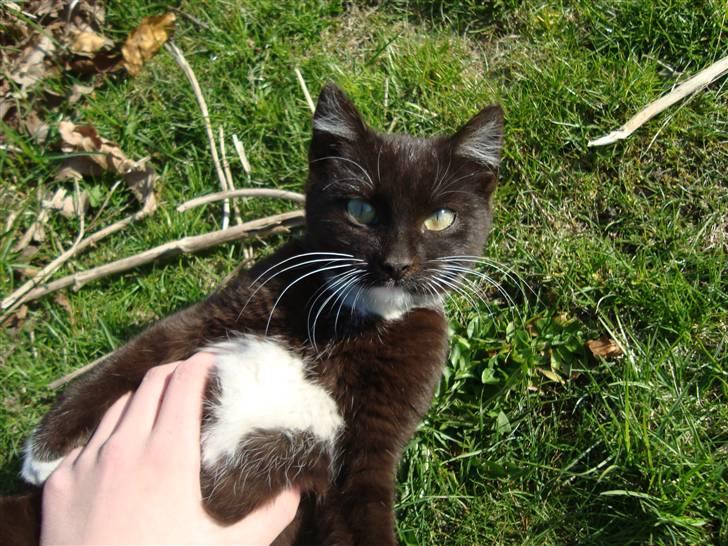 Blanding af racer Blacki *væk* - Nurh lille mis da ! (: <3 billede 14