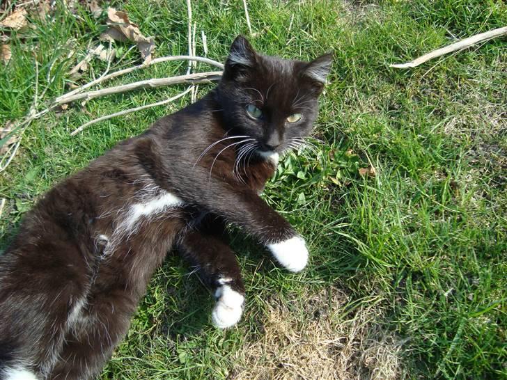 Blanding af racer Blacki *væk* billede 15