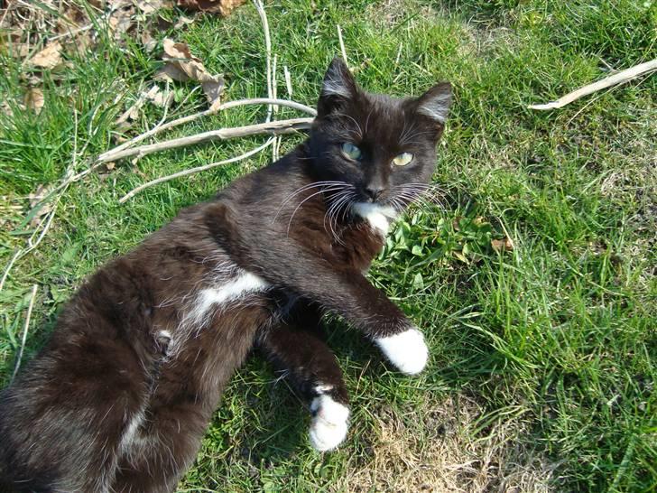 Blanding af racer Blacki *væk* billede 16