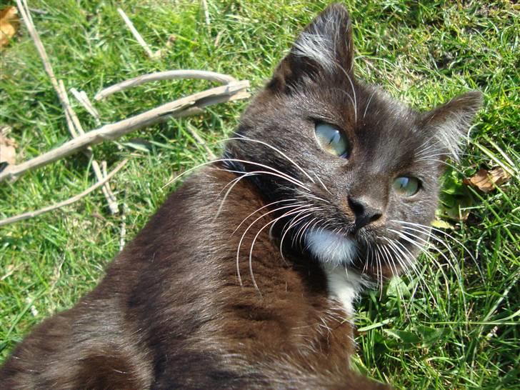 Blanding af racer Blacki *væk* billede 17