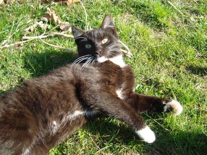 Blanding af racer Blacki *væk* billede 18