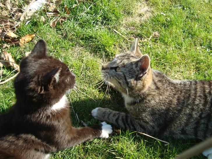 Blanding af racer Blacki *væk* - tihi billede 19