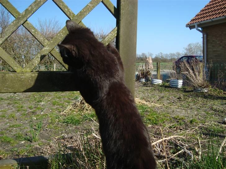 Blanding af racer Blacki *væk* billede 20