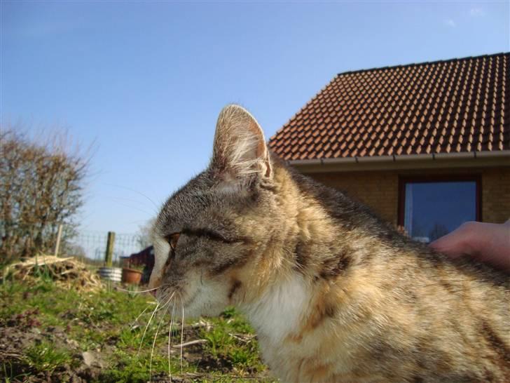 Huskat Katja *RIP* billede 14