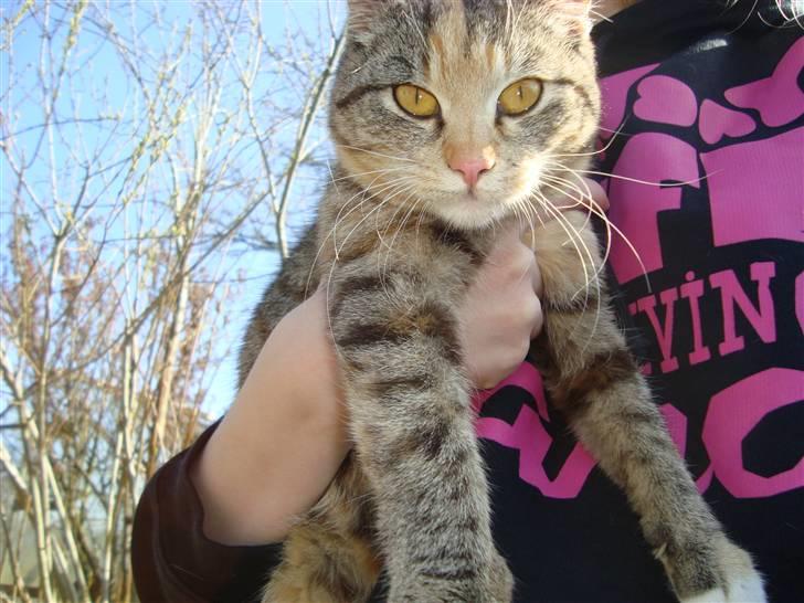 Huskat Katja *RIP* billede 15