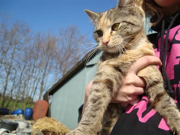 Huskat Katja *RIP* billede 17