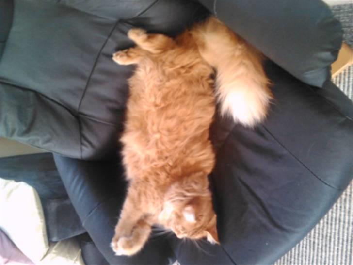 Norsk Skovkat Trunte billede 10