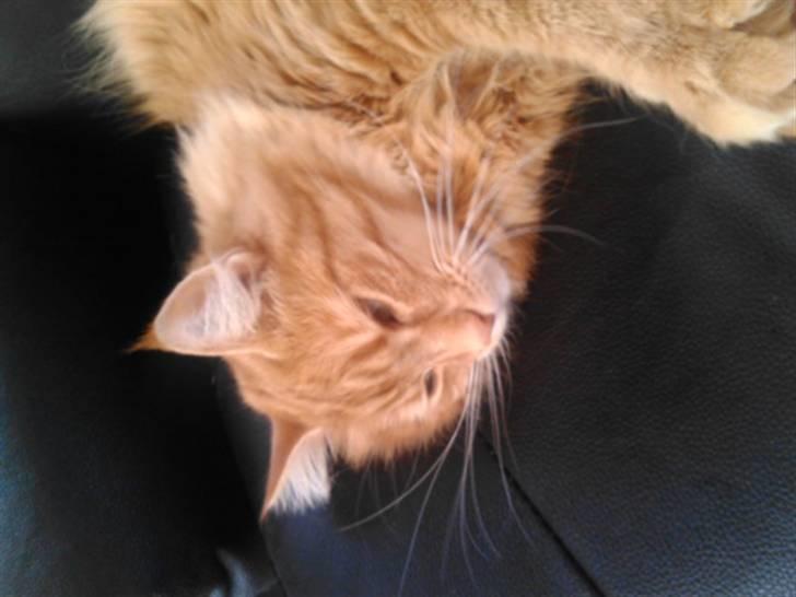 Norsk Skovkat Trunte billede 11