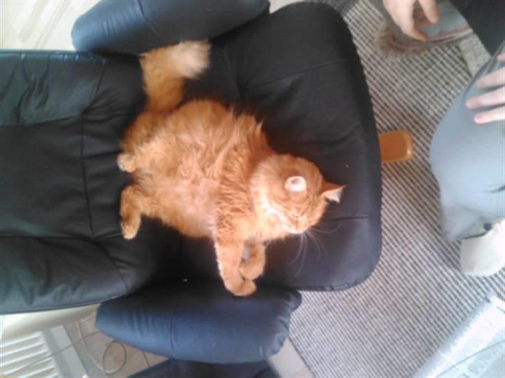 Norsk Skovkat Trunte billede 12