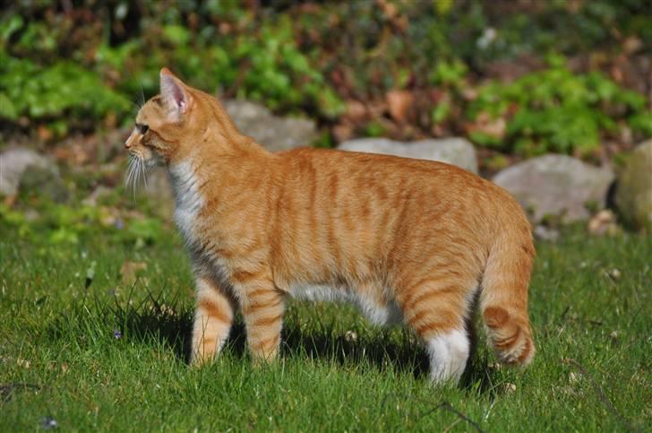 Huskat Taizan billede 15